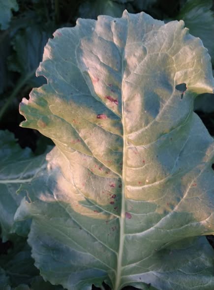 أيه نوع الإصابة دي وايه العلاج